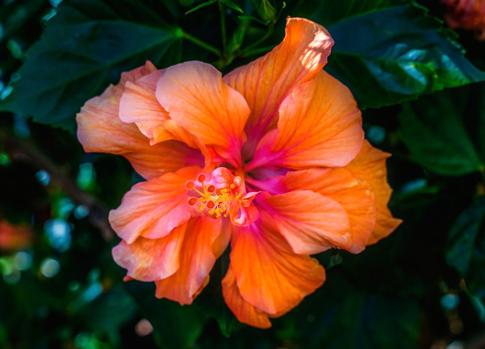 Tropical hibiscus flowers-Florida-Tropical hibiscus has many varieties